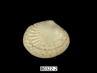 藏品(縱簾蛤)的圖片